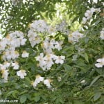 La Mortola, florecida en la primavera.