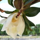 Magnolia grandiflora, Magnolio, Magnolia del sudeste
