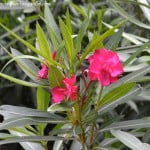 Nerium oleander-Adelfa, flor fucsia.