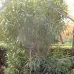 Nerium oleander-Adelfa en invierno.