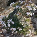 Nerium oleander de flor blanca.