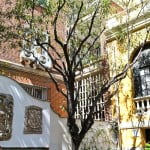 Adelfa, ejemplar centenario plantado por Joaquin Sorolla en su casa museo de Madrid