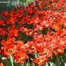 Paeonias-Peonías