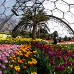 Biomo mediterráneo. Un millón de Flores de bulbos. Foto: edenproyect.com