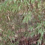 Phyllostachys nigra, tallos negros. Phyllostachys nigra, tallos negros.