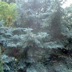 Picea pungens, follaje verde azulado. Picea pungens, follaje verde azulado.