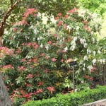 Pieris formosa "Wakehurst" follaje con brotes rojos en primavera. Pieris formosa "Wakehurst" follaje con brotes rojos en primavera.