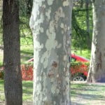 Platanus, detalle de tronco veteado. Platanus, detalle de tronco veteado.