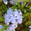 Plumbago capensis-auriculata-Jazmín del cielo-Azulina-Jazmín azul-Celestina