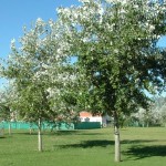 Populus alba follaje color glauco en el haz y tronco plateado. Populus alba follaje color glauco en el haz y tronco plateado.