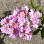 Prince Jean de Luxembourg, detalle de floración y hojas. Polyantha
