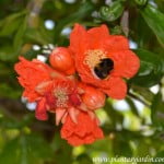 Punica granatum-Granado, la flor siendo polinizada por una abeja en plena primavera.