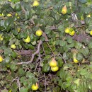Pyrus communis-Peral común