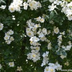 Rosa wichuraiana nativa del este de Asia