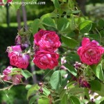 Rosa x borboniana, detalle floración, 1919.