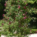 Rosa x borboniana.