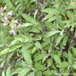 Salvia officianlis follaje.