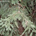 Sequoia sempervirens, detalle follaje. copia Sequoia sempervirens, detalle follaje.
