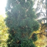 Sequoiadendron giganteum-Secoya gigante, en otoño. copia Sequoiadendron giganteum-Secoya gigante, en otoño.