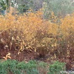 Spiraea japonica "Anthony Waterer", colores otoñales. Spiraea japonica "Anthony Waterer", colores otoñales.