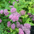 Spiraea japonica-Espirea del Japón-Corona de novia rosada