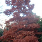 Taxodium distichum, en otoño. copia Taxodium distichum, en otoño.