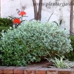 Teucrium fruticans, follaje gris Teucrium fruticans, follaje gris