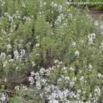 Thymus vulgaris-Tomillo, florecido en primavera.
