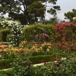 el Rosedal del Parque del Buen Retiro en Madrid, florecido en la primavera.