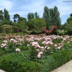 parterres de Rosas en el Rosedal del Parque del Buen Retiro-Madrid.