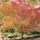 El jardín en el Otoño