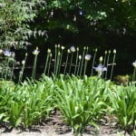 Agapanthus africanus, florecidos en verano.