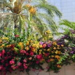 Bougainvillea rojas, amarillas y fucsias.
