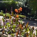 Canna "Wyoming" florecidas en verano.