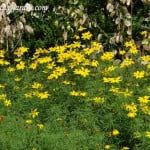 Coreopsis verticillata, en verano.