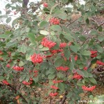 Cotoneaster glaucophyllus,con frutos rojos en la planta en invierno. copia Cotoneaster glaucophyllus,con frutos rojos en la planta en invierno.