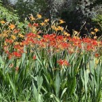 Crocosmia "Lucifer" y Hemerocallis naranjas, florecidos en verano.