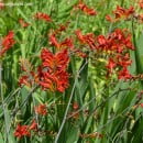 Crocosmia “Lucifer”