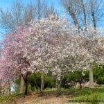 Prunus florecidos a finales del invierno, sobre sus ramas desnudas. Prunus florecidos a finales del invierno, sobre sus ramas desnudas.