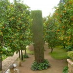 frutos de los Naranjos, contrastes de formas y texturas frutos de los Naranjos, contrastes de formas y texturas