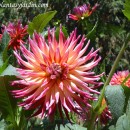 Dahlias-Dalias