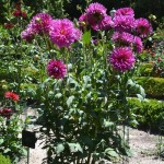 Dahlia "Purple Gem" nativa de México.