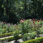 Dalias florecidas a comienzos del verano.