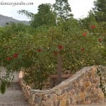 Erythrina crista-galli, Ceibo en verano.