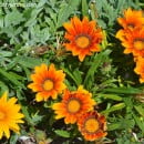 Gazanias