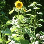 Girasol-Helianthus annus, en verano.