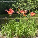 Hemerocallis "Chicago Firecracker", florecido en verano.