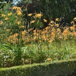 Hemerocallis en parterre.