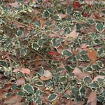 Ilex aquifolium-Acebo "Aurea Marginata", con frutos rojos en invierno. copia Ilex aquifolium-Acebo "Aurea Marginata", con frutos rojos en invierno.