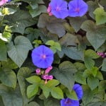 Ipomoea purpurea en verano.